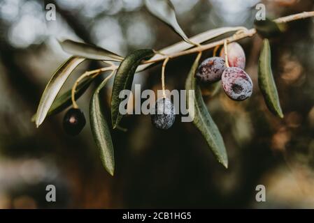 Pile d'olives noires sur l'arbre pendant la récolte. Lesbos. Grèce. Banque D'Images