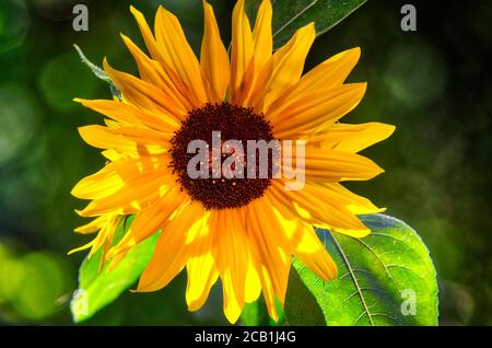 LE CONCEPT FLORAL : voici le Soleil Banque D'Images
