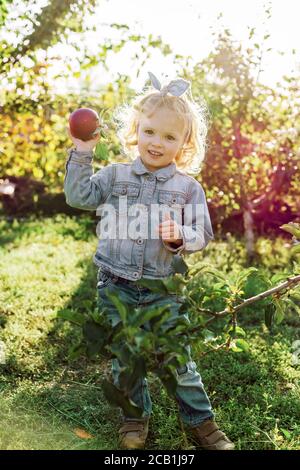 Petite fille mignonne cueillant des pommes rouges biologiques mûres dans la pommeraie en automne. Une alimentation saine. Harvest concept, cueillette de pommes. Banque D'Images