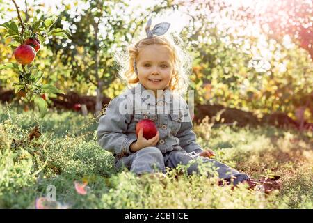 Petite fille mignonne cueillant des pommes rouges biologiques mûres dans la pommeraie en automne. Une alimentation saine. Harvest concept, cueillette de pommes. Banque D'Images