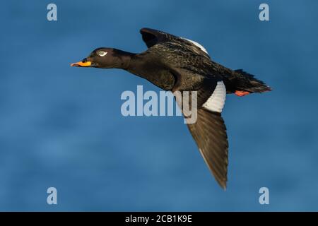 Velouté Scoter (Melanitta fusca), passant par le cap sud à Landsort, Suède. Banque D'Images