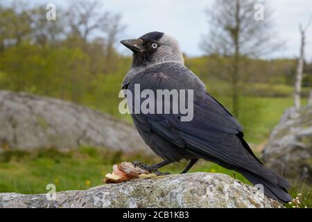 WESTERN Jackdaw (Coloeus monedula), partageant mon petit déjeuner à Ågesda Stockholm. Banque D'Images