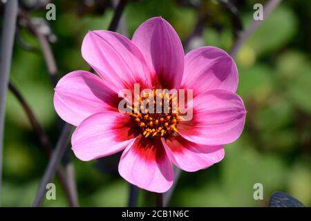 Dahlia Happy Single Wink fleur velouté lilas fleurs avec centre rouge violet Banque D'Images