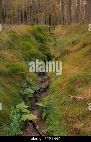 Un petit ruisseau coupant un canal en forme de V descend Tulloch Hill à Glen Prosen, avec des fougères et des herbes longues reflétant la lumière du soir. Banque D'Images