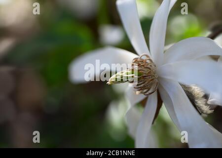 Fleur de magnolia blanc, concentrez-vous sur les étamines et le bourgeon derrière le pétale en bas à droite. Arrière-plan flou Banque D'Images