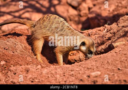 Meerkat creuse un trou profond dans le sable Banque D'Images