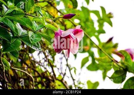 Les fleurs de la bigonie rouge sont au point avec des feuilles vertes Banque D'Images