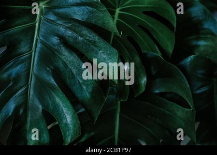 Feuilles vert foncé de monstera (split-leaf philodendron) feuillage tropical plante sauvage. Floral background. Vue de dessus - dans ton sombre Banque D'Images