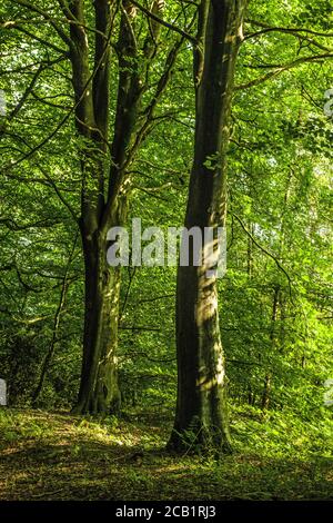 Wentwood Forest montrant deux hêtres début août - heure d'été - à Monbucshire.South Wales. Banque D'Images