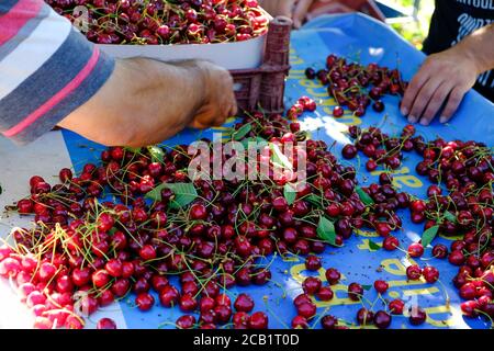 Kahramanmaras, Turquie juin 2020 : temps de récolte dans le jardin de cerises. Les agriculteurs collectent des cerises. Banque D'Images