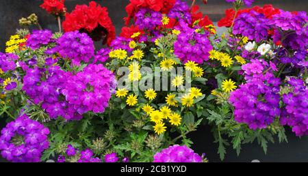 fleur pot avec fleurs en violet et jaune sur un seuil de la fenêtre Banque D'Images