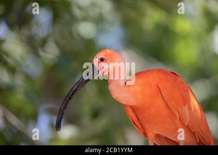 Magnifique portrait d'un ibis écarlate sur fond vert non focalisé dans la nature Banque D'Images