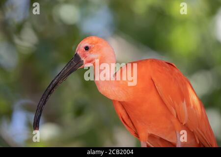 Magnifique portrait d'un ibis écarlate sur fond vert non focalisé dans la nature Banque D'Images