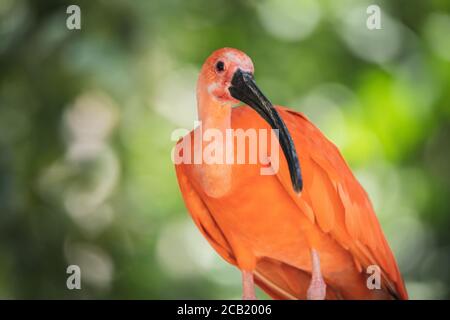 Magnifique portrait d'un ibis écarlate sur fond vert non focalisé dans la nature Banque D'Images