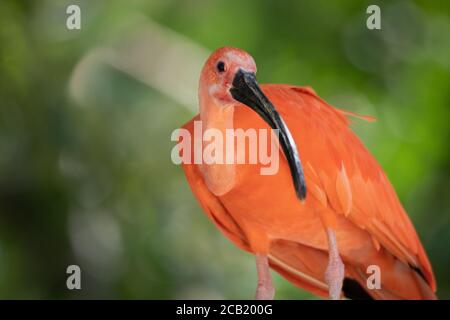 Magnifique portrait d'un ibis écarlate sur fond vert non focalisé dans la nature Banque D'Images