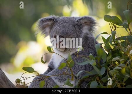 Un koala mâle détendu sur un eucalyptus sur un chaud jour d'été Banque D'Images