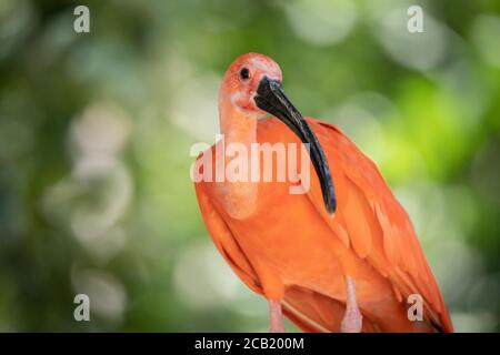 Magnifique portrait d'un ibis écarlate sur fond vert non focalisé dans la nature Banque D'Images