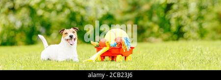 Chien heureux allongé sur l'herbe verte à côté du chariot il y a plein de jouets et de balles pour chiens sur la pelouse de l'arrière-cour jour d'été ensoleillé Banque D'Images