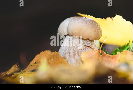 Gros plan de porcini boletus (champignon blanc) parmi les feuilles d'automne jaunes dans les bois sauvages Banque D'Images