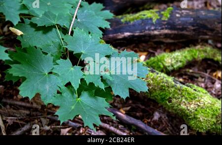 Leipzig, Allemagne. 05 août 2020. Une jeune érable pousse dans la forêt alluviale de Leipzig. La forêt alluviale de 5700 hectares est considérée comme unique en Europe. Cependant, la zone de protection du paysage n'est pas en bon état, la forêt alluviale manque d'eau. Si la région n'est pas inondée pour les décennies à venir, la forêt va changer radicalement. Le canal Neue Luppe, construit à partir de 1934, draine très rapidement beaucoup d'eau de Leipzig. Credit: Hendrik Schmidt/dpa-Zentralbild/ZB/dpa/Alay Live News Banque D'Images