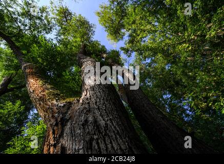 Leipzig, Allemagne. 05 août 2020. Un majestueux frêne pousse dans la forêt alluviale de Leipzig. La forêt alluviale de 5700 hectares est considérée comme unique en Europe. Cependant, la zone de conservation du paysage n'est pas en bon état, la forêt alluviale manque d'eau. Si la région n'est pas inondée pour les décennies à venir, la forêt va changer radicalement. Le canal Neue Luppe, construit à partir de 1934, draine très rapidement beaucoup d'eau de Leipzig. Credit: Hendrik Schmidt/dpa-Zentralbild/ZB/dpa/Alay Live News Banque D'Images