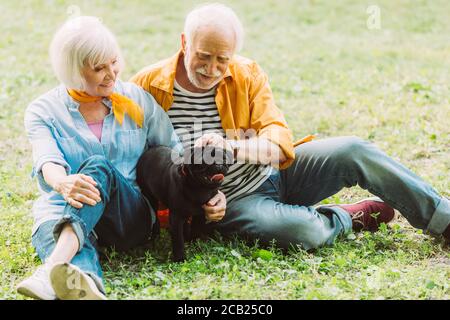 Foyer sélectif de couple de personnes âgées positif sur le chien de chiot herbe dans le parc Banque D'Images