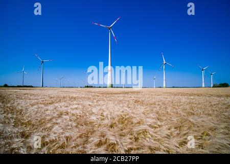 Paysage agricole avec un champ d'orge prêt à la récolte, de nombreuses éoliennes au loin Banque D'Images