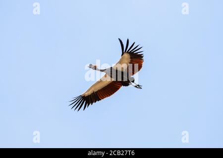 Portrait d'une grue à couronne grise volant avec un ciel bleu Banque D'Images