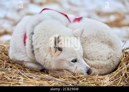 Le chien de traîneau Husky repose sur la paille, ligne de piquet. Chien Husky de Sibérie se reposant après la compétition de traîneau. Bel animal drôle en plein air Banque D'Images