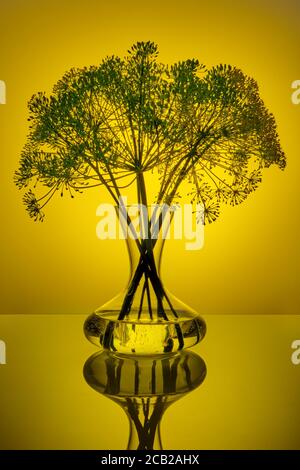 Aneth frais et mûr dans une carafe avec de l'eau sur fond jaune Banque D'Images