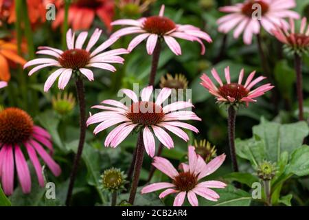 Gros plan de Echinacea Mooodz Ewake fleurit en été jardin au Royaume-Uni Banque D'Images