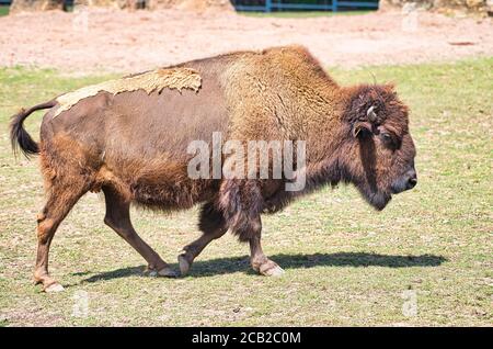 Le bison obtient la fourrure d'été et se promène dans la savane Banque D'Images