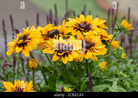 Gros plan de Rudbeckia, Summerina fleurit dans un jardin d'été, Royaume-Uni Banque D'Images