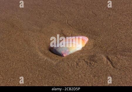 Sea Shell sur la plage, Nosy Komba, Madagascar Banque D'Images