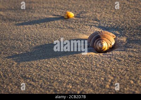Sea Shell sur la plage, Nosy Komba, Madagascar Banque D'Images