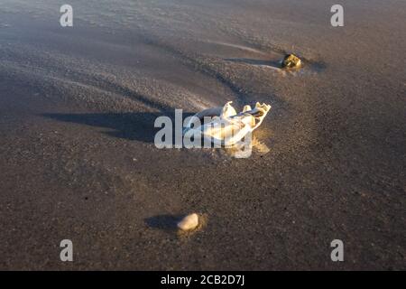 Sea Shell sur la plage, Nosy Komba, Madagascar Banque D'Images