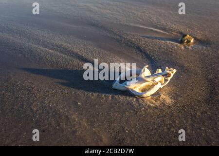 Sea Shell sur la plage, Nosy Komba, Madagascar Banque D'Images