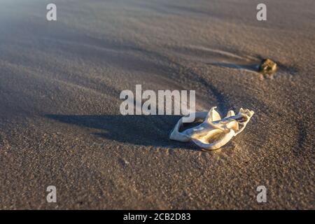 Sea Shell sur la plage, Nosy Komba, Madagascar Banque D'Images