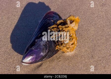 Sea Shell sur la plage, Nosy Komba, Madagascar Banque D'Images