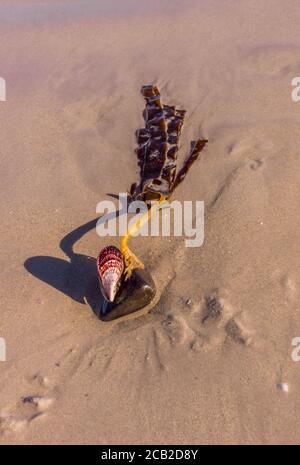 Sea Shell sur la plage, Nosy Komba, Madagascar Banque D'Images