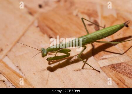 Mantis vert assis sur un panneau en bois. Photo avec effet macro. Banque D'Images