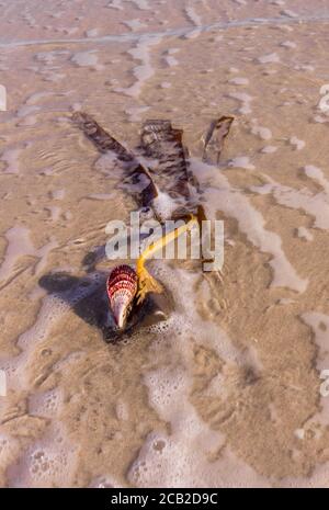 Sea Shell sur la plage, Nosy Komba, Madagascar Banque D'Images