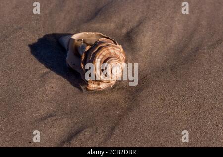 Sea Shell sur la plage, Nosy Komba, Madagascar Banque D'Images