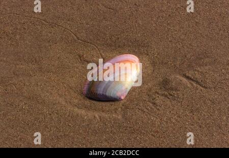 Sea Shell sur la plage, Nosy Komba, Madagascar Banque D'Images