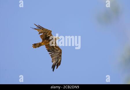 Cerf-volant noir (Milvus migrans) traversant le détroit de Gibraltar pendant la migration d'automne, oiseau unique en vol, Andalousie, Espagne. Banque D'Images