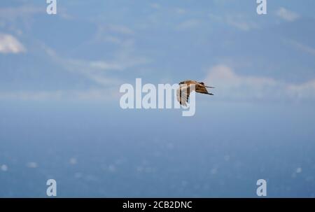 Cerf-volant noir (Milvus migrans) traversant le détroit de Gibraltar pendant la migration d'automne, vol d'oiseau unique, Maroc derrière, Andalousie, Espagne. Banque D'Images