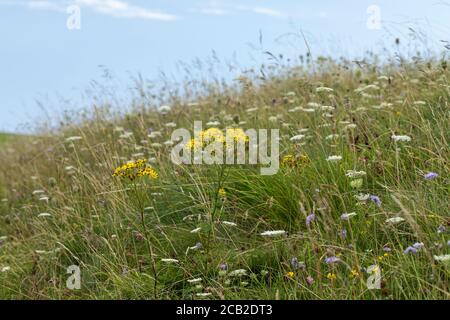 Fleurs sauvages dans la réserve naturelle de Morgans Hill, Wiltshire, Angleterre, Royaume-Uni Banque D'Images