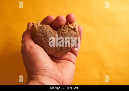 laides pommes de terre simples en forme de coeur dans une main humaine. Avec espace de copie. Banque D'Images