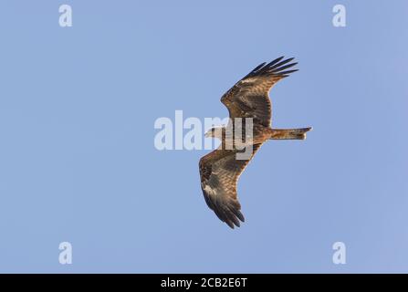 Cerf-volant noir (Milvus migrans) traversant le détroit de Gibraltar pendant la migration d'automne, oiseau unique en vol, Andalousie, Espagne. Banque D'Images