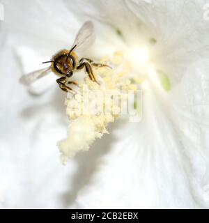 Abeille commune (API melifera) décollage d'une fleur d'hybiscus avec grains de pollen visibles sur le corps Banque D'Images